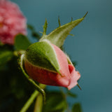 Rose With Insect 100ml Handblown Eau de Parfum