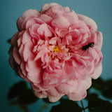 Rose With Insect 100ml Handblown Eau de Parfum