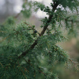 Rain Wood Soap