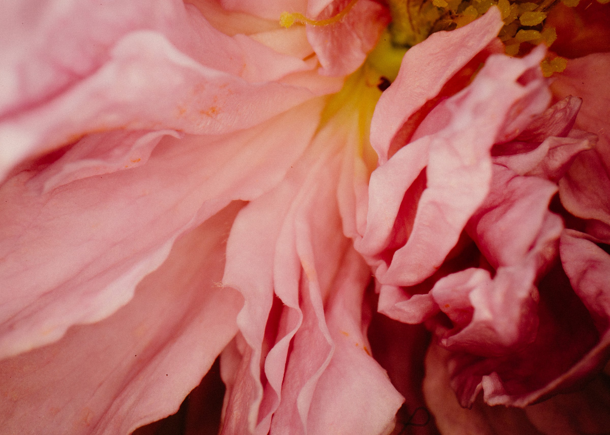 Rose Collection