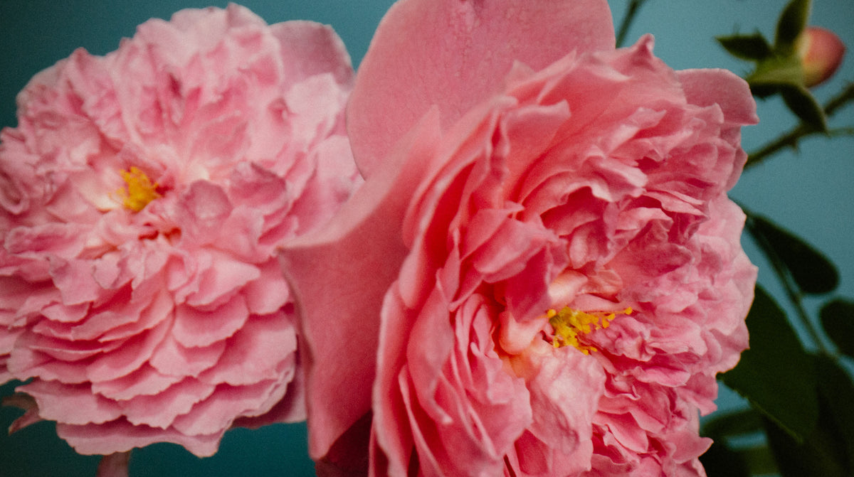 Fluffy Insect On Roses Rose With Insect – Perfumer H