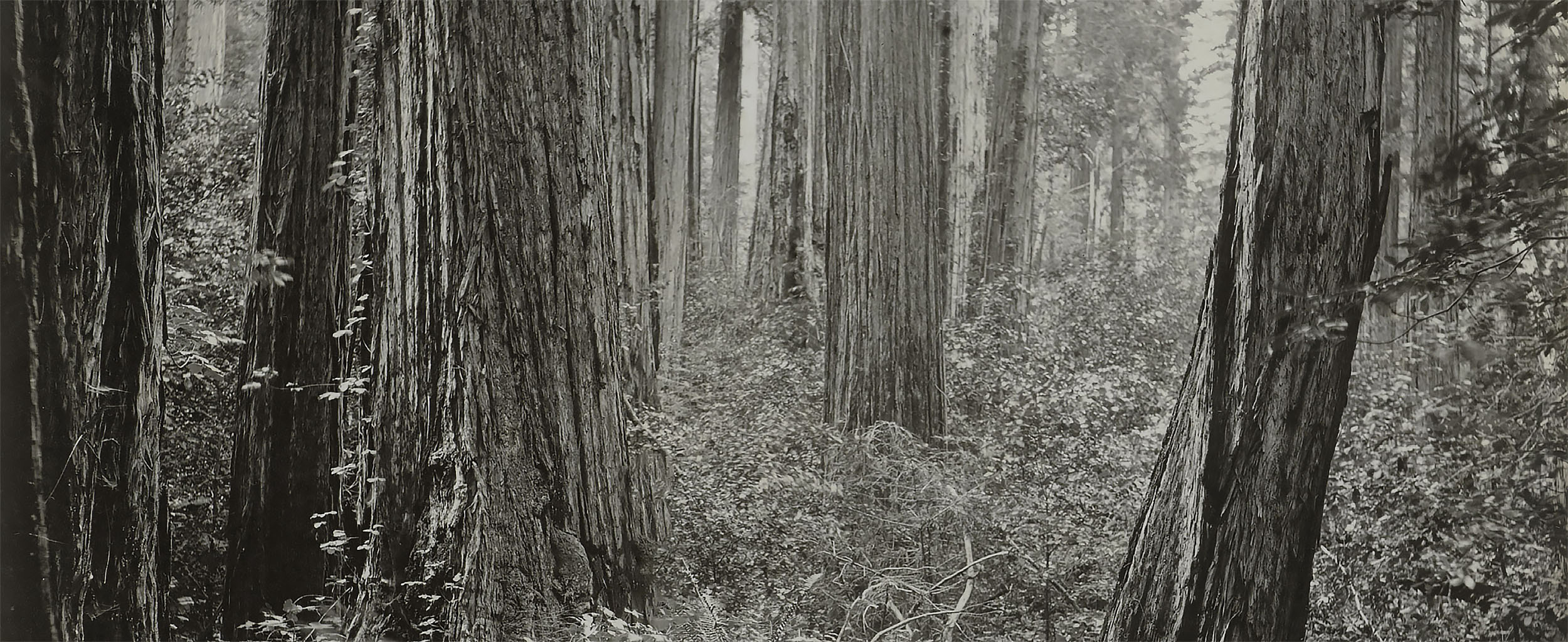 Wood Land