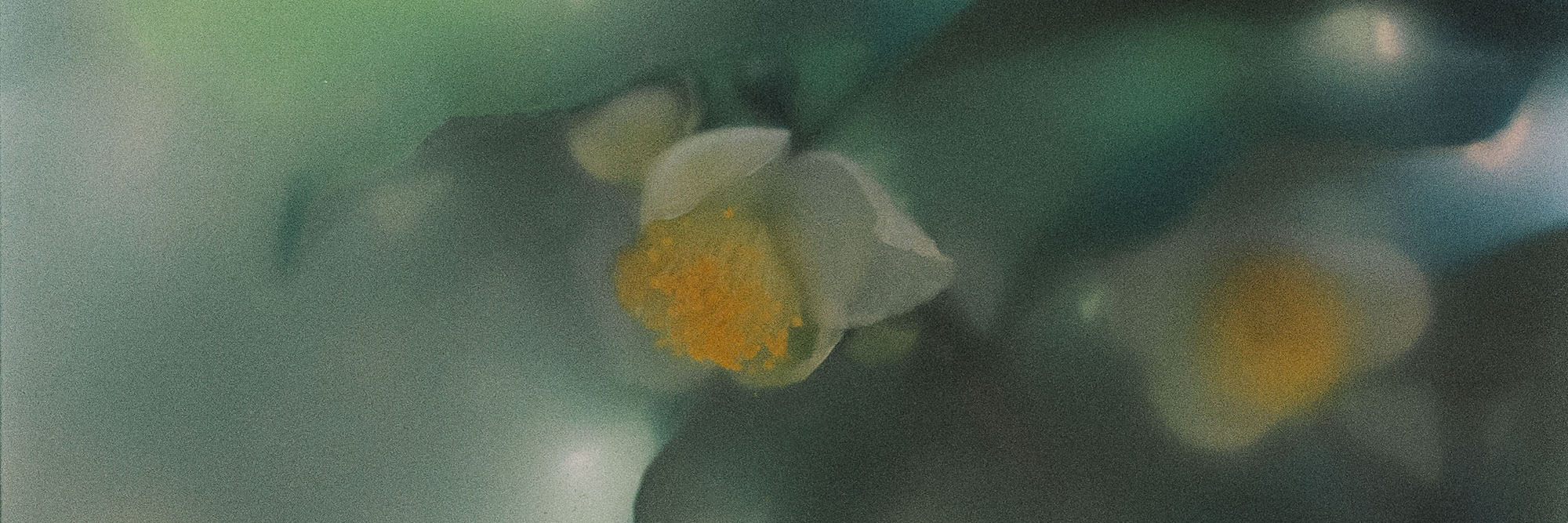 Floral Perfume