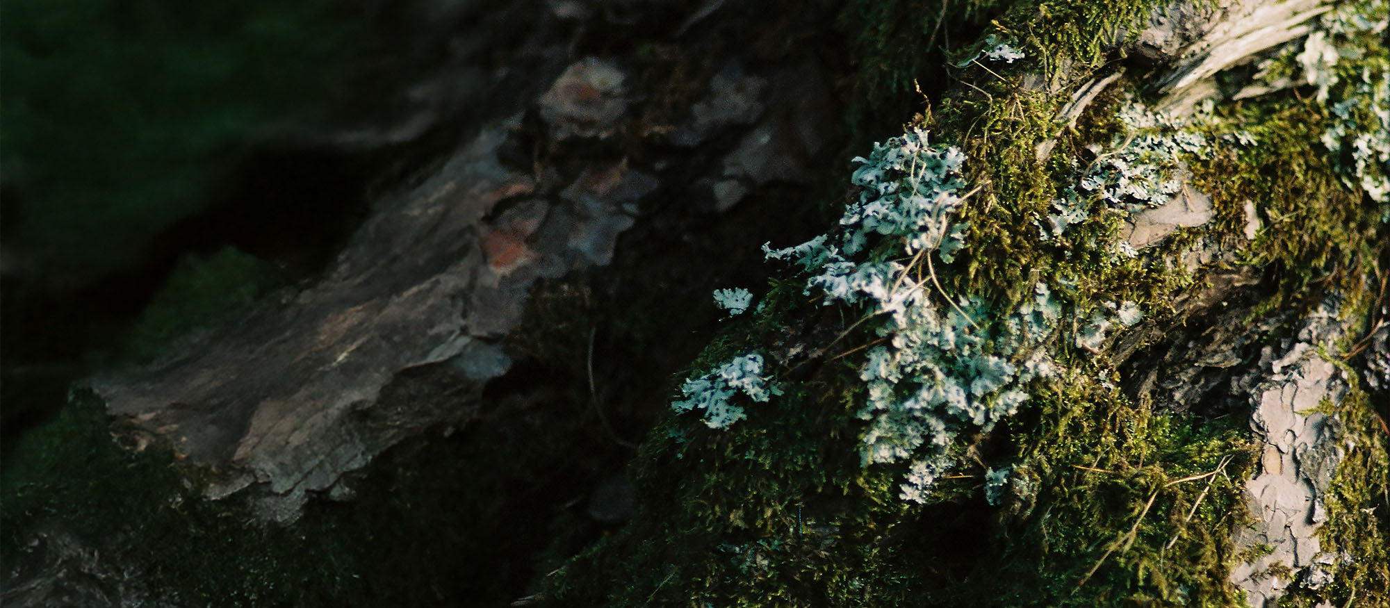 Moss Collection