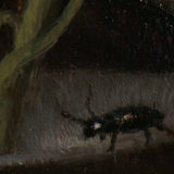 ローズ・ウィズ・インセクト リミテッドエディション 50ml オードパルファム