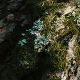Moss Incense Sticks