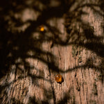 Dappled light on weathered bark
