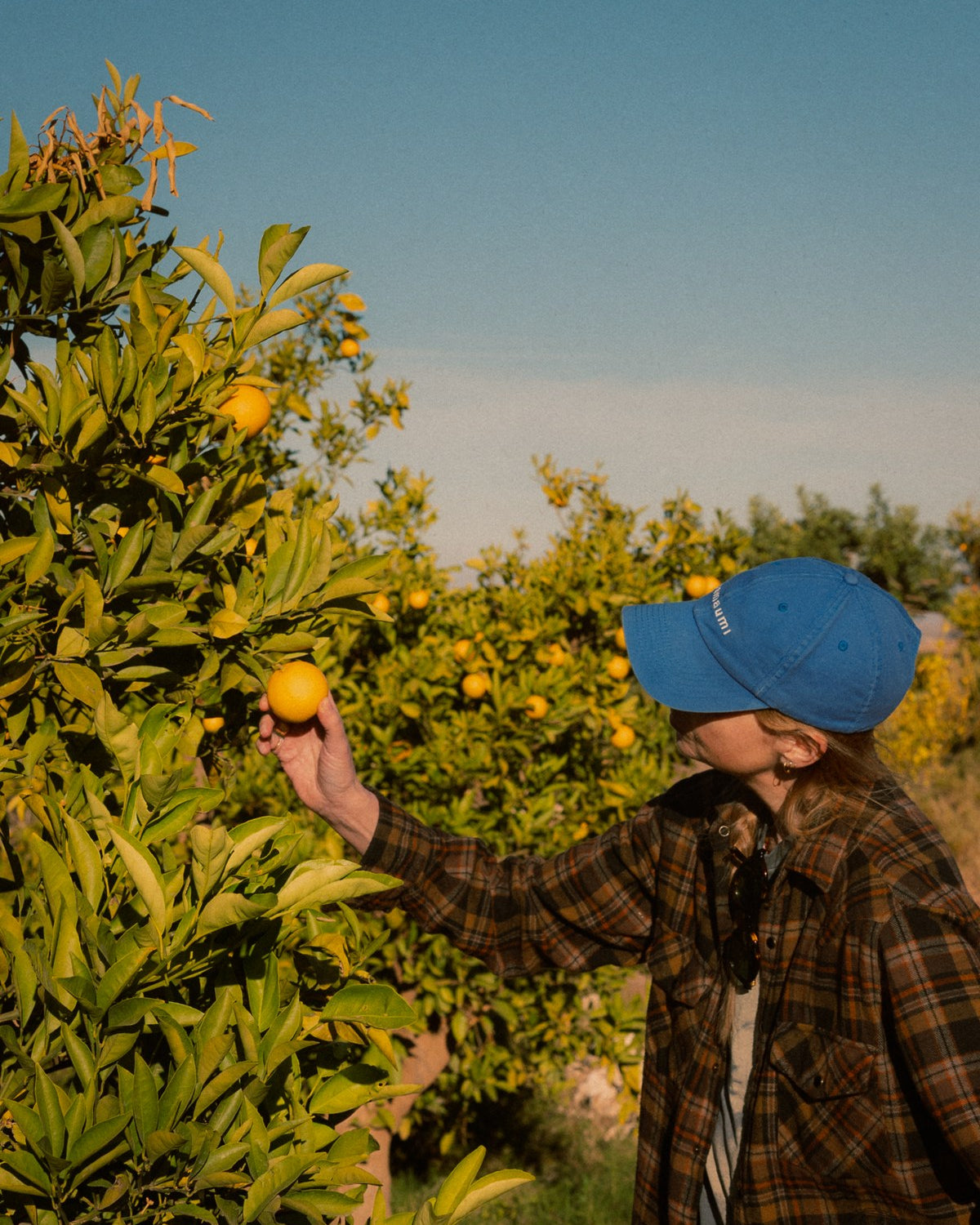 Lyn Harris picking fruit from a citrus tree