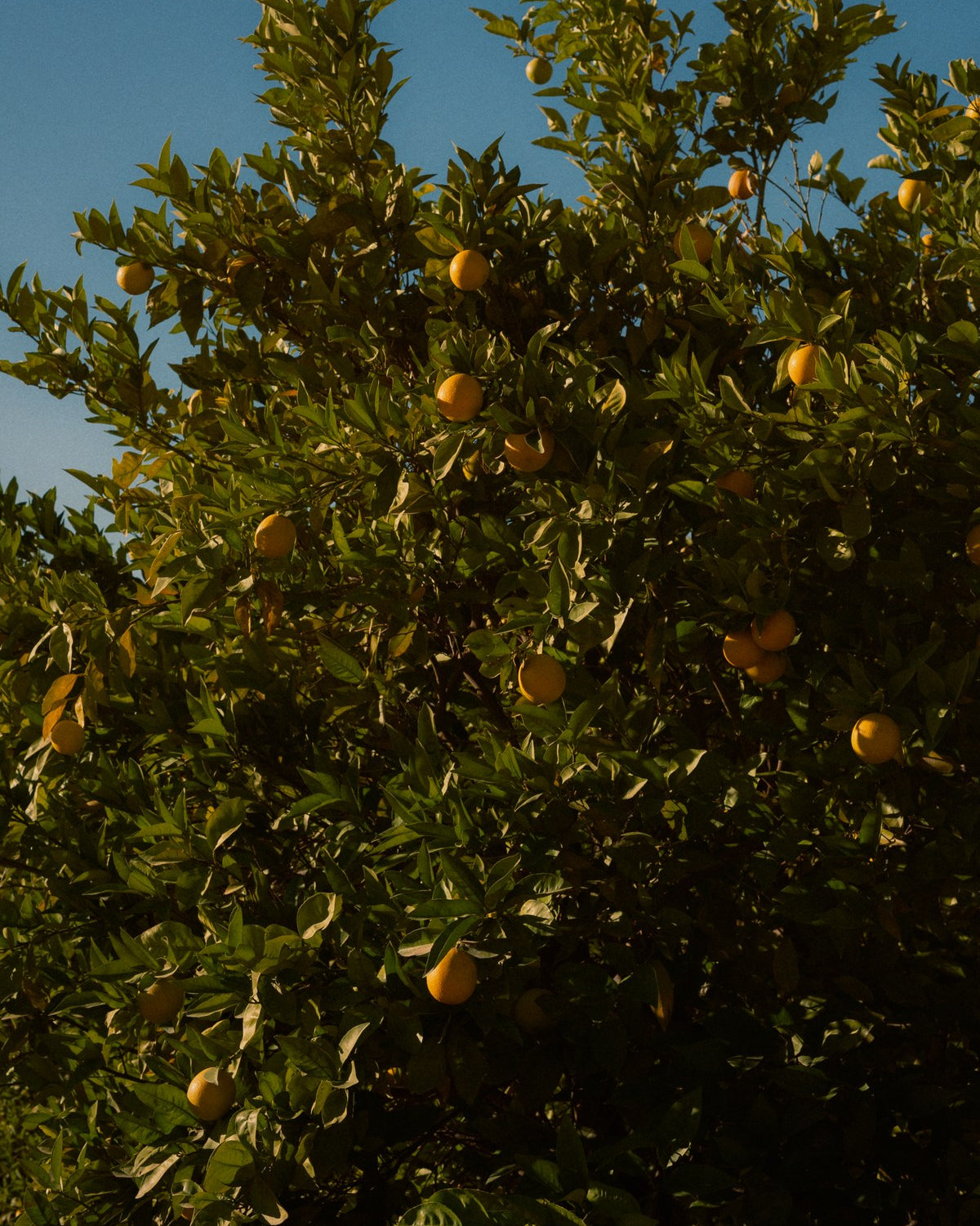 A citrus canopy heavy with fruit against a blue sky