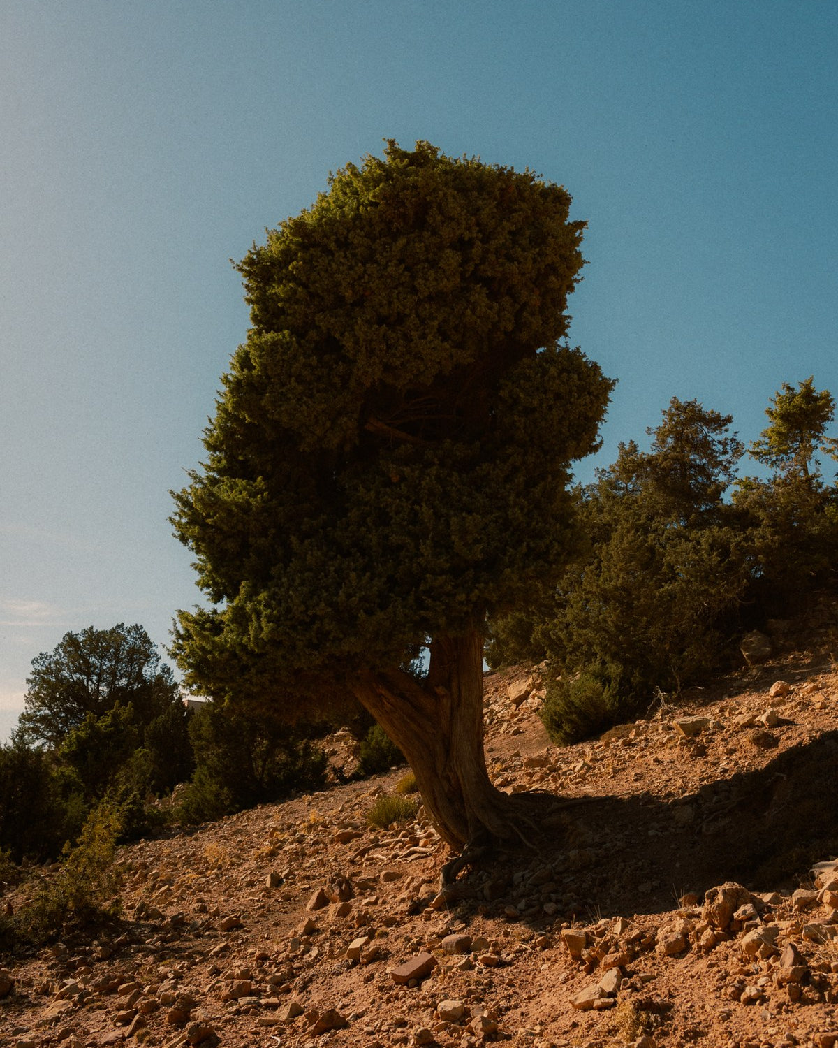 A juniper tree on a steep red scree slope