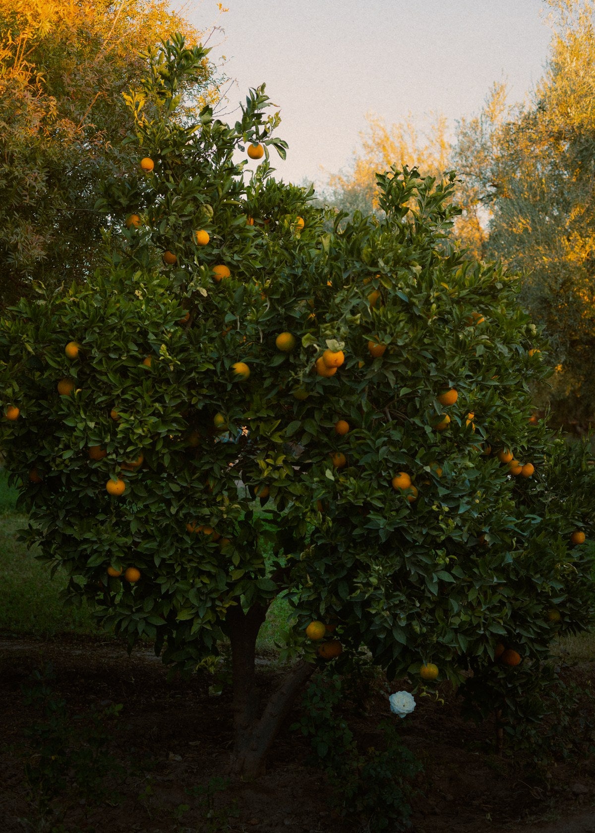 A citrus tree in full fruit at dusk