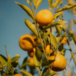 Mandarins ripening on the tree
