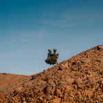 A lone tree on a red earth ridge