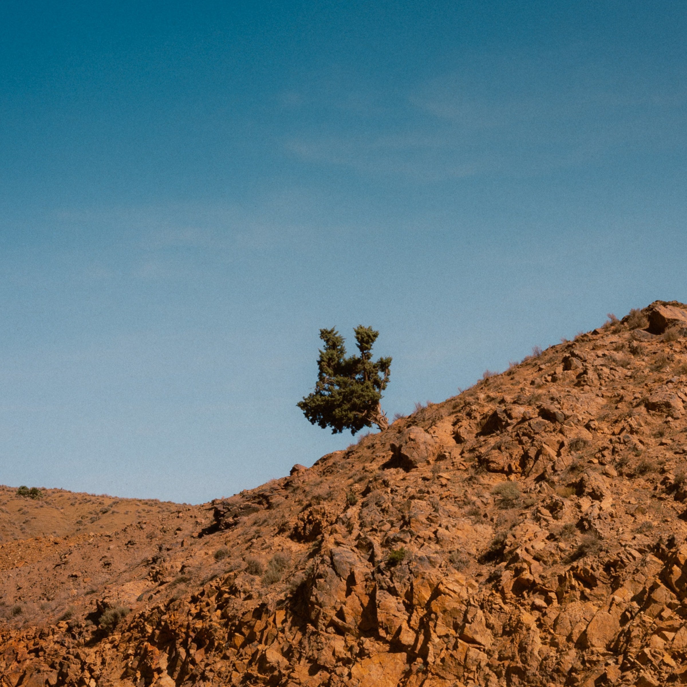A lone tree on a red earth ridge