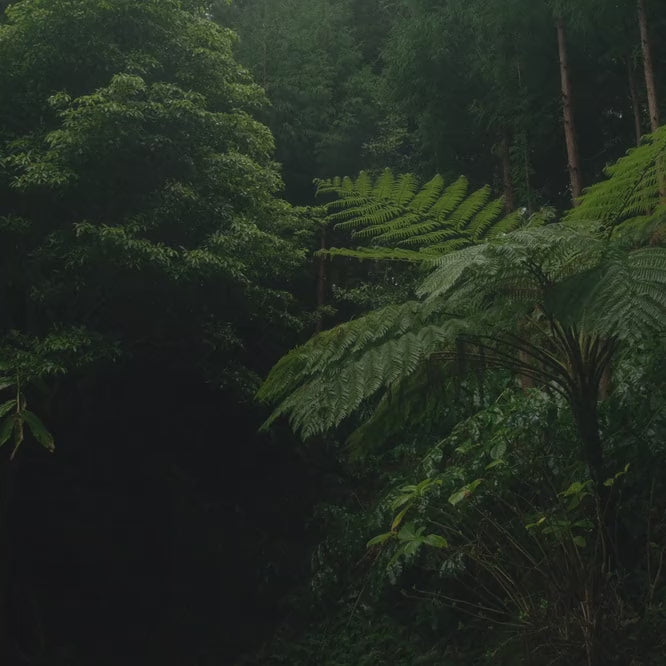 Rain Wood Bathing campaign film