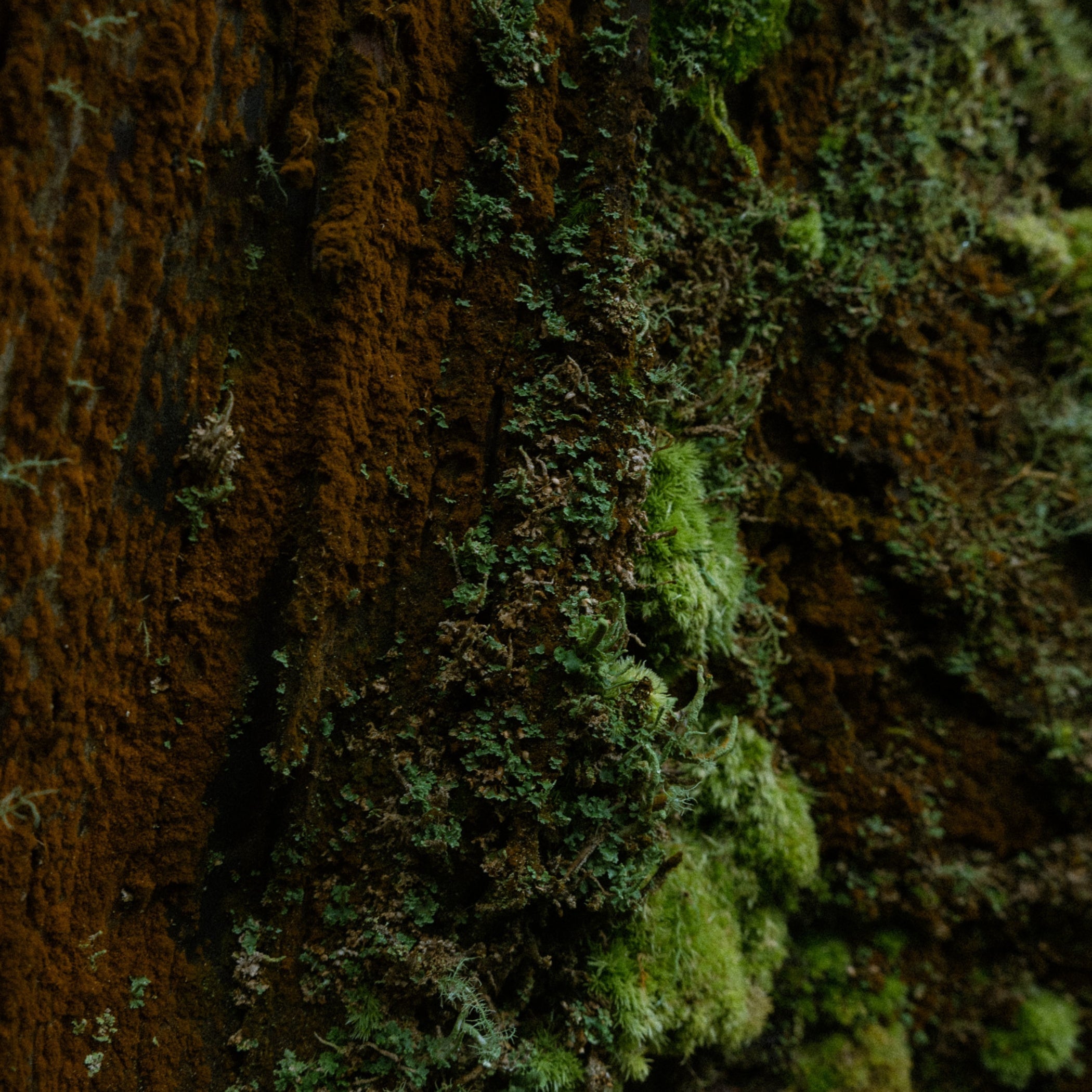 Close detail of rust-brown bark threaded with green moss