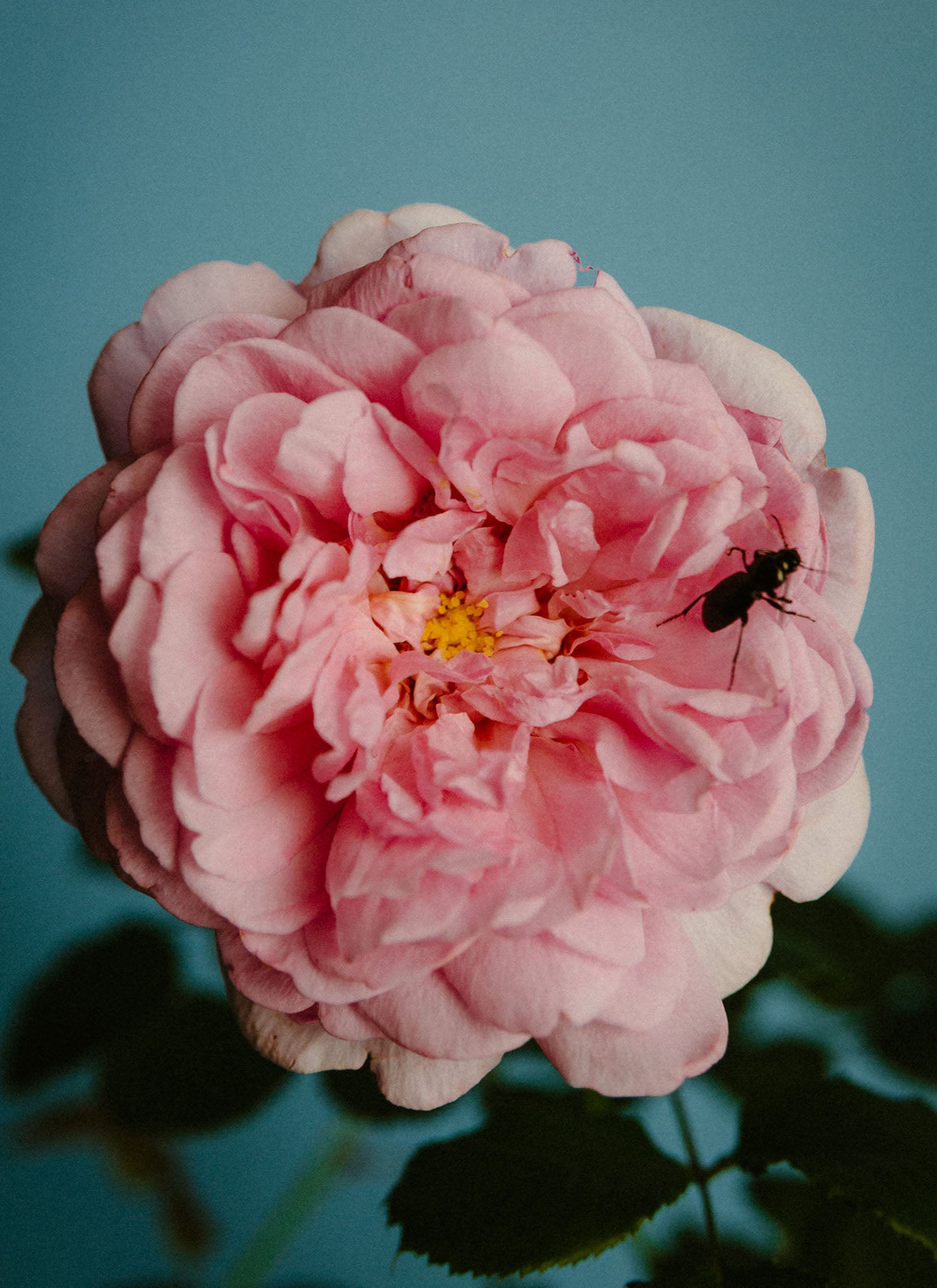 Perfumer H Rose Pink 50ml パフューマーH Perfumer H Rose Pink 50ml パフューマーH Rose Perfumer H